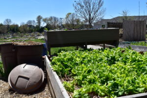 Lettuce plants in a community garden. 