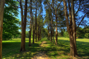 Trees on either side of a path at Gunston Hall, Lorton, Va. 