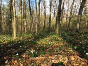 Thompson WMA forest with a carpet of large-flowered trillium flowers.