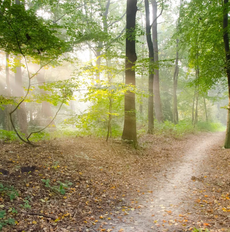 A path running through a foggy, bright forest.