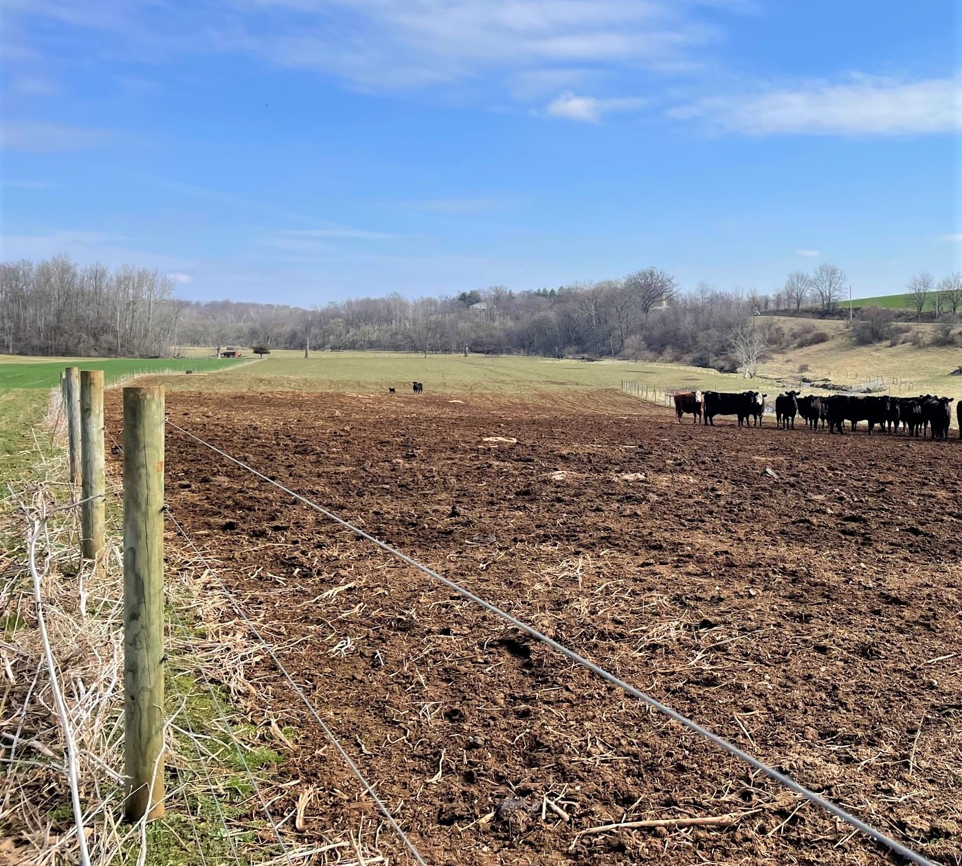 Group of black cows standing in a fenced field.